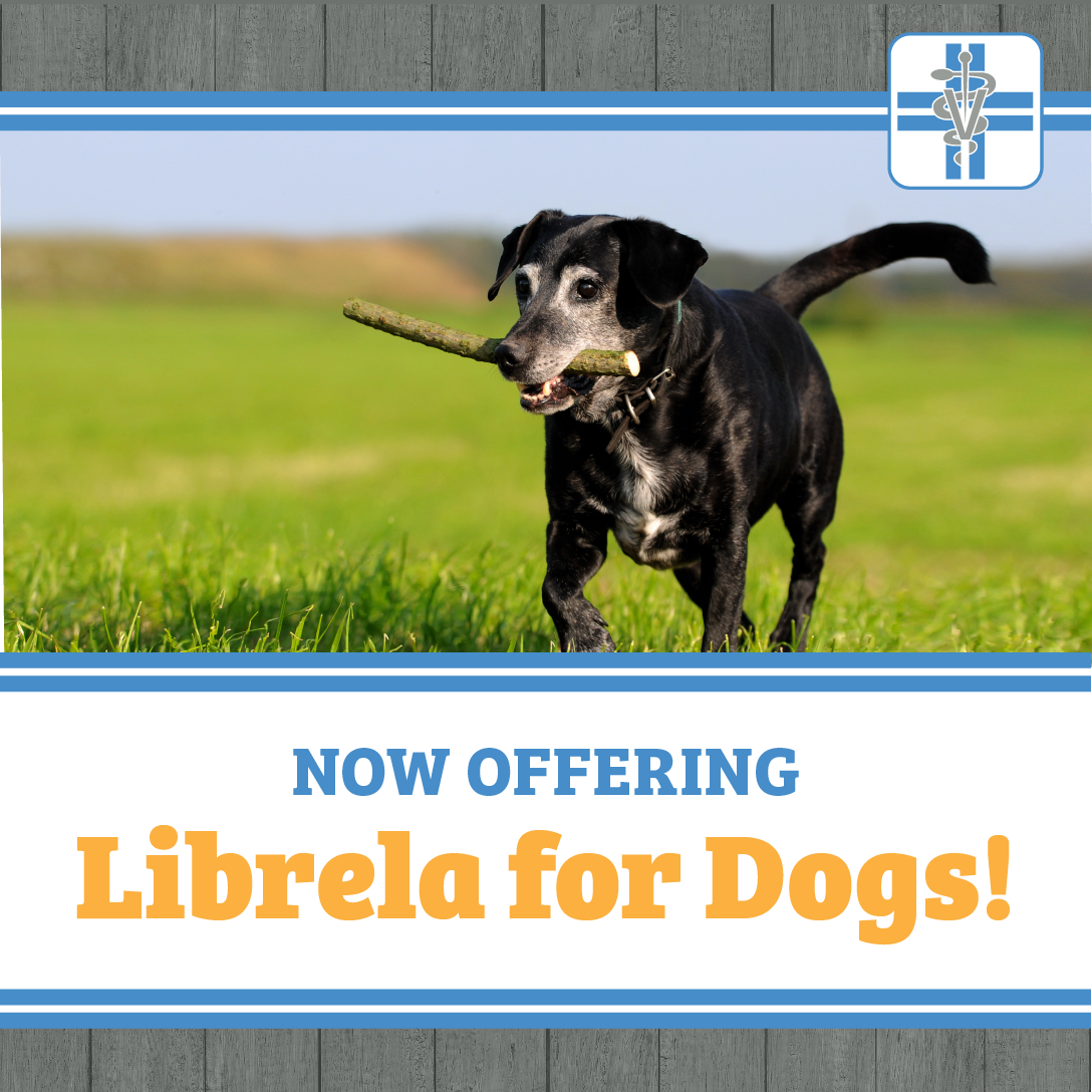 Librela - Well Pet